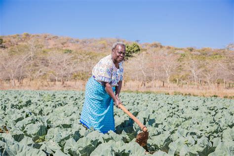 rural finance  zambia executive education blog