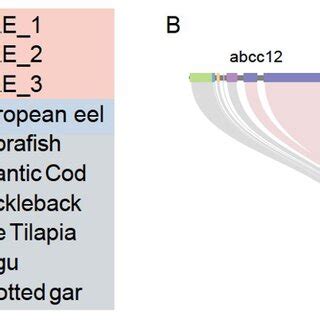 Gene family expansion associated with DNA repair (ABCC12). A, Maximum... | Download Scientific ...