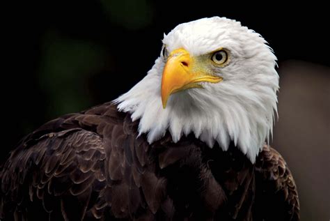 Bald Eagle Size Habitat Diet And Facts Britannica