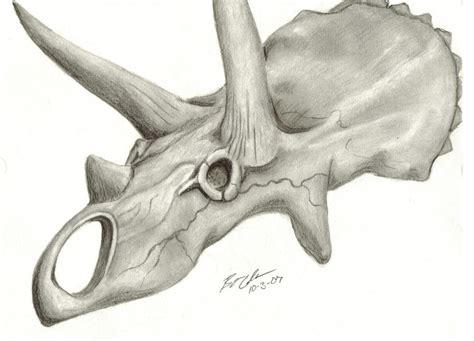 Rhino Skull By Justbeingreal On Deviantart