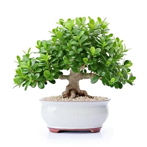 Jade Bonsai Care Guide Miyagi Bonsai