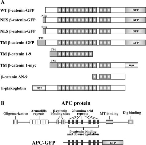 Schematic Representation Of Constructs Used In This Study A Diagrams