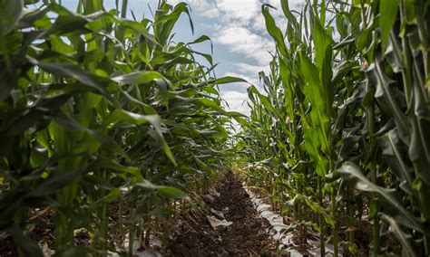 Mexicans work to reclaim corn as their own | Querétaro: Promise of ...