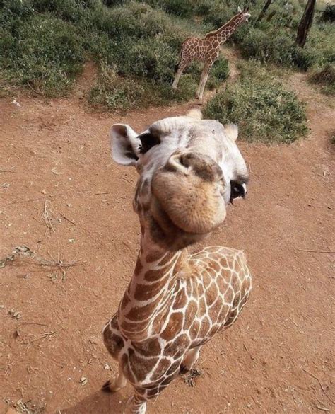 Mirosan On Twitter Un Bacino Giraffino A Tutt