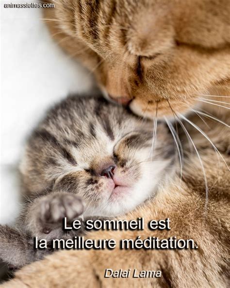 Le Sommeil Est Animassiettes