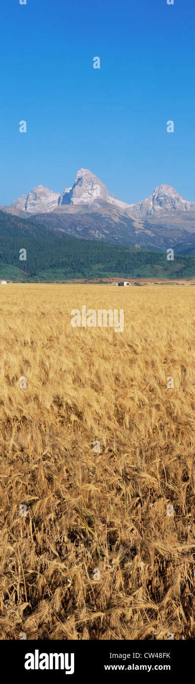 Wheat Field With Mountains Peaks Stock Photo Alamy