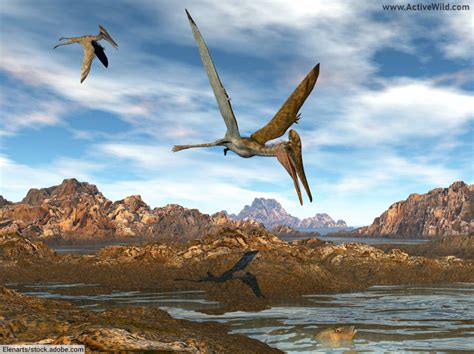 Pterodactyl Facts, Pictures & Information: Prehistoric Flying Reptile