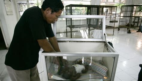 Bayi Orang Utan Koleksi Baru Kebun Binatang Surabaya Foto Tempo Co