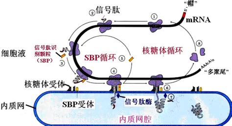 信号肽 快懂百科