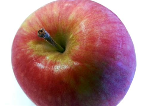 stalk   apple  stock photo public domain pictures