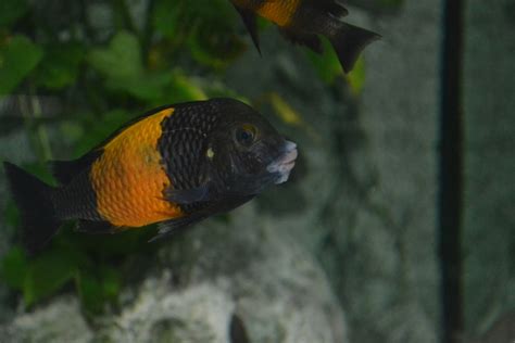 Tropheus Bemba Galerie Mal Ta Cichliden Forumde