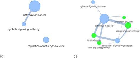 human pathwaypathway networks  original network   human kegg