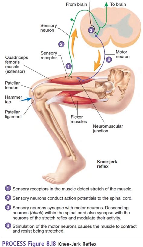 Spinal Cord and Spinal Cord Reflexes