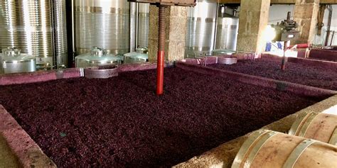 Fermentación maloláctica de un vino La Bodega de Consum La Bodega