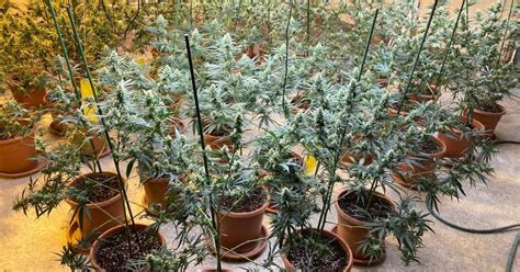 Detenen un home per cultivar més de 370 plantes de marihuana en una