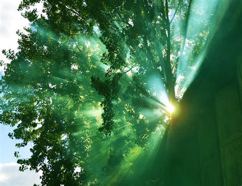 Wallpaper Sunlight Water Nature Grass Sky Smoke Branch Green