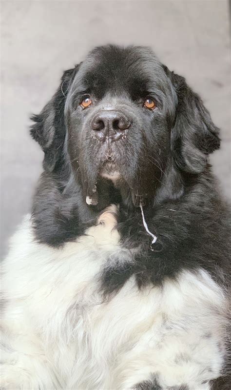 A Natural Solution For My Dog's Stinky Breath - My Brown Newfies