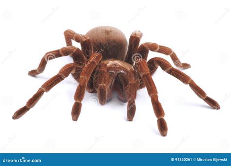 Tarantula Spider Female Theraphosa Blondi Stock Image Image Of