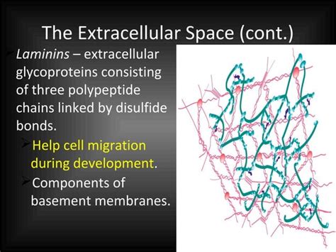 Interactions Between Cells and Their Environment
