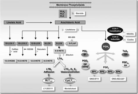 Overview Of The Eicosanoid Pathway Arachidonic Acid The Substrate Of