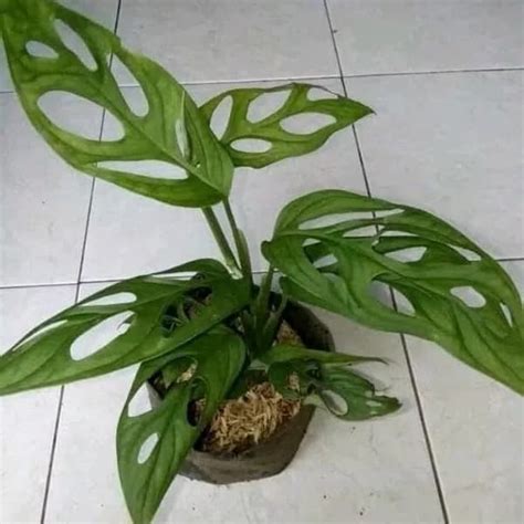 Jual Tanaman Janda Bolong Daun Bolong Monstera Obliqua Kab Bogor