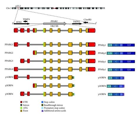 Schematic Representation Of Human PPARG Gene Transcripts And Protein