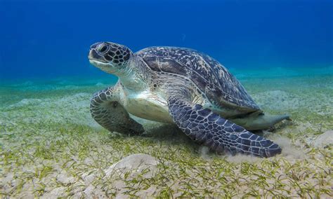 What Do Green Sea Turtles Eat A Z Animals