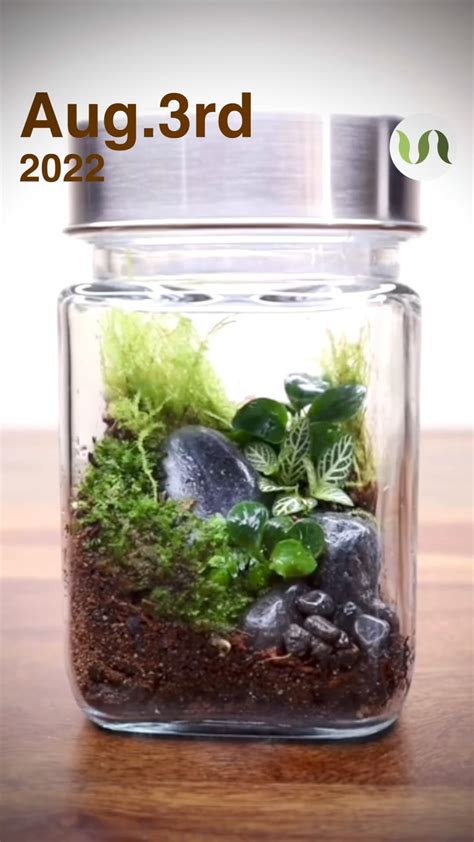 Miniature terrarium completes 4 months : r/Terrarium