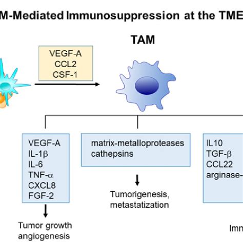 Scheme Of Current Strategies For Tumor Associated Macrophage Tam