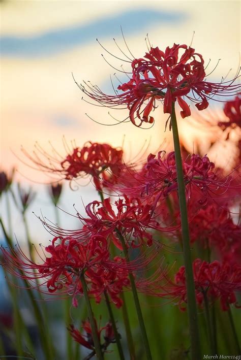 Ликорис лучистый | Flower aesthetic, Red spider lily, Anime flower