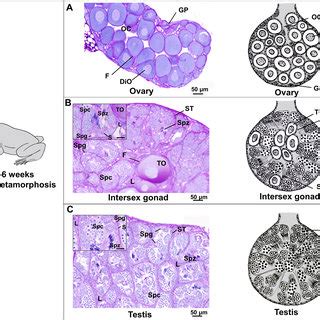 PDF Pattern Of Gonadal Sex Differentiation In The Rice Field Frog Hoplobatrachus Rugulosus