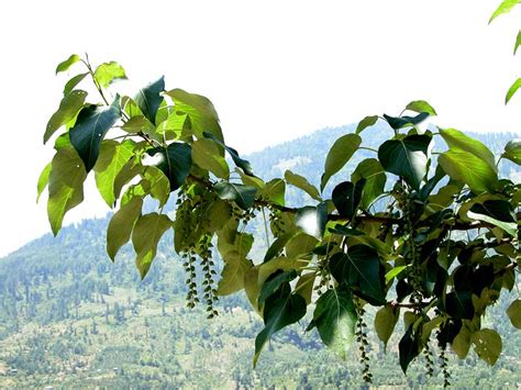 Populus ciliata – eFlora of India