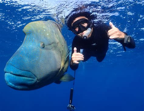 Cairns Reef Trips | Rum Runner