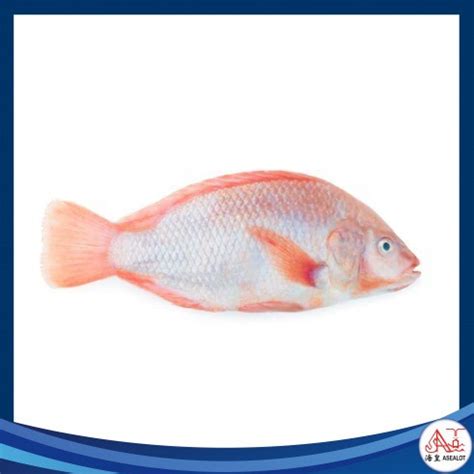 Asealot Aquaculture Online Shop Shopee Malaysia