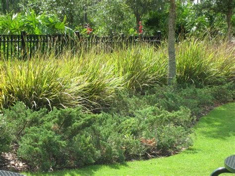 Fakahatchee Grass Fl Native Juniper Garden Inspiration