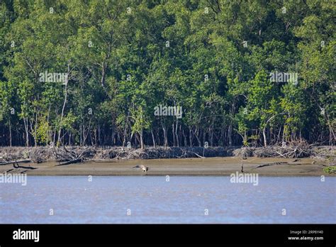 Sundarbans Bangladesh A Saltwater Crocodile Sunbathing At Sundarban