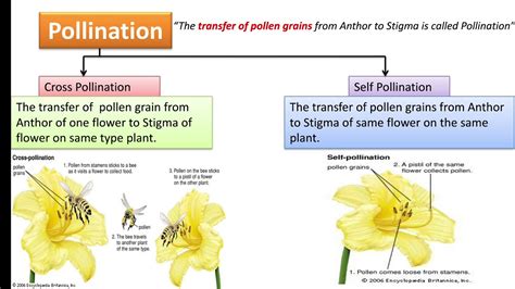 Pollination And Fertilization In Plants Youtube