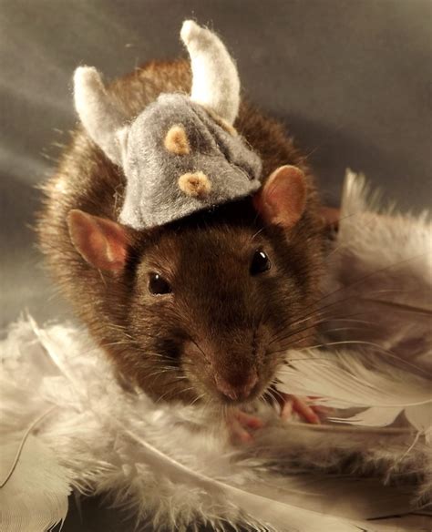 Rattitude Hat Your Rat