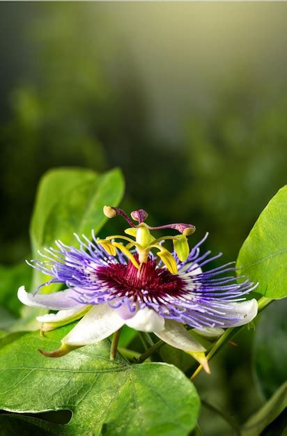 Premium Photo Passiflora Passion Flower On Green Background