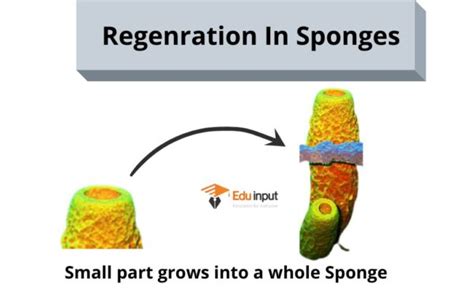 What Is Regeneration Definition And Examples