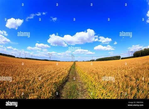 Mature Rice In Rice Field Under The Blue Sky White Clouds Stock Photo