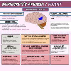 Pin by Vanessa Harkness on CNRN | Wernicke's area, Occipital lobe ...