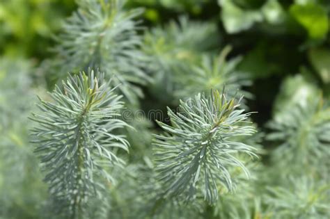 Cypress Spurge Fens Ruby Stock Image Image Of Graveyard 265613795