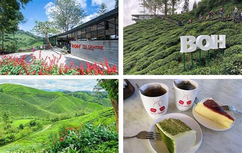 Tempat Menarik Di Cameron Highlands Yang Wajib Dikunjungi