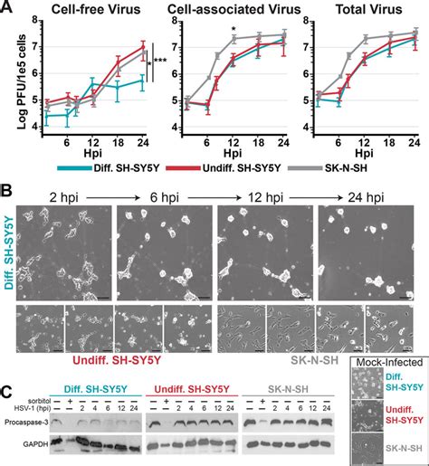 Neuronal SH SY5Y Cells Release Less Extracellular Virus During Lytic