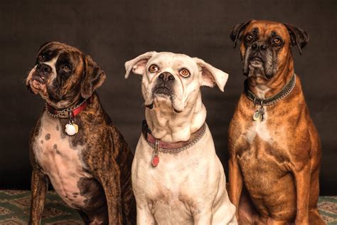 Photography Of Three Dogs Looking Up · Free Stock Photo