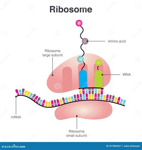 Diagramme Ribosome Vecteur Scientifique Illustration de Vecteur ...