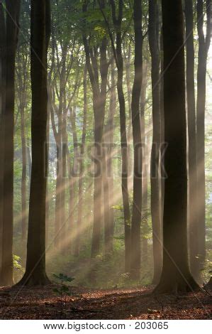 Misty Forest Sun Rays Image Photo Free Trial Bigstock