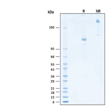 Recombinant Human Siglec Cd Fc Alexa Fluor Protein Afg