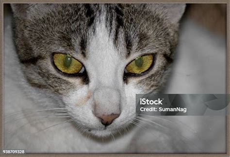 mata kucing foto stok  gambar  abu abu anak kucing